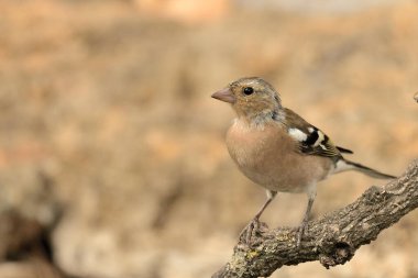 Bir dalda kestane ağacı (Fringilla coelebs))