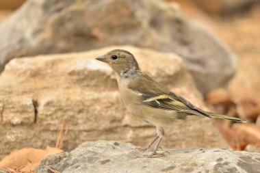 Genç ispinoz yere tünedi (Fringilla coelebs)
