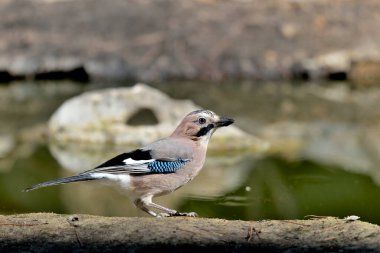 Avrasya kuşu bir dala tünedi (Garrulus glandarius)