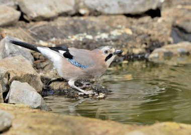 Avrasyalı Jay gölette içiyor (Garrulus glandarius)