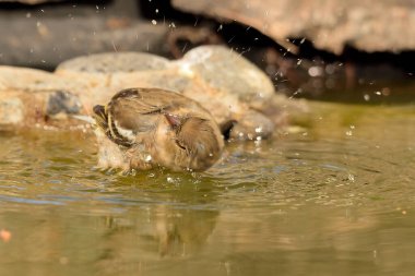 (Fringilla coelebs))