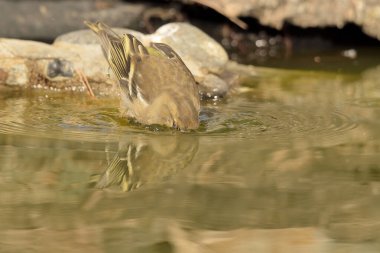 (Fringilla coelebs))