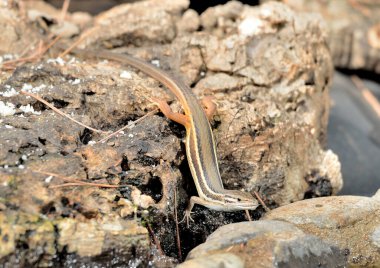 Parktaki Avrupalı kertenkele (Podarcis hispanicus)