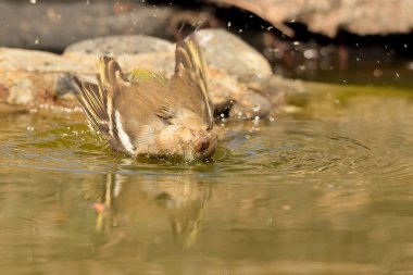 (Fringilla coelebs))