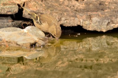 Havuzda çaçamurdan su içmek (Fringilla coelebs)