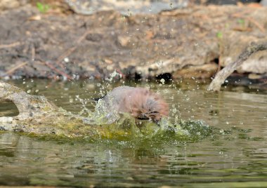 Avrasya jaybanyosu gölette (Garrulus glandarius)