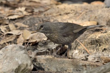 Genç kamufle olmuş karatavuk yerde. (Turdus merula)