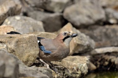 (Garrulus glandarius))