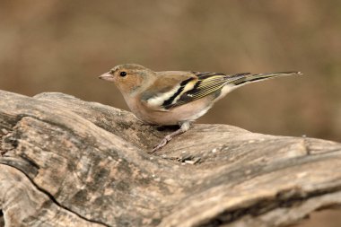 Yerdeki bir kütükte kestane ağacı (Fringilla coelebs)