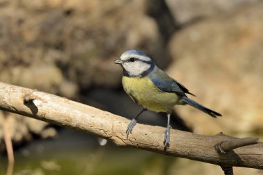 blue tit perched on a branch (Cyanistes caeruleus)