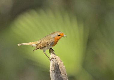 Avrupa bülbülü bir dala tünemiştir (Erithacus rubecula)