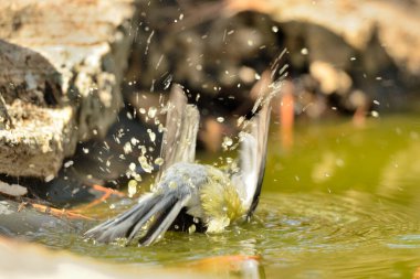 great tit perched bathing in the pond (Parus major)