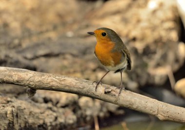 Avrupa bülbülü bir dala tünemiştir (Erithacus rubecula)