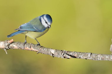 blue tit perched on a branch (Cyanistes caeruleus)