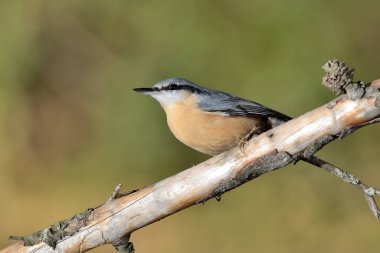 Ağaç dalındaki büyük mavi tığ (Sitta europaea)