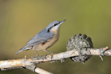 Ağaç dalındaki büyük mavi tığ (Sitta europaea)