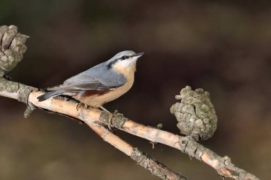 Ağaç dalındaki büyük mavi tığ (Sitta europaea)