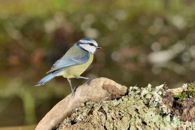 blue tit perched on a branch (Cyanistes caeruleus)