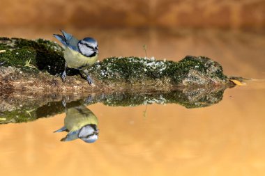 blue tit drinking and reflected in the pond (Cyanistes caeruleus)