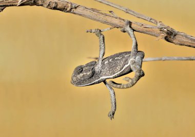 Sarı arka planı olan bir dalda gri bukalemun