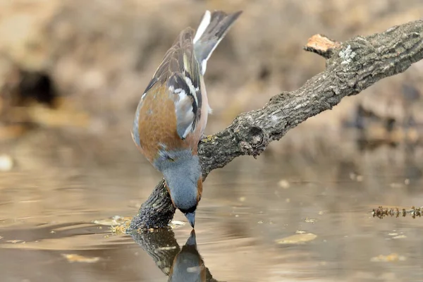 Chaffinch Drinking Pond Fringilla Coelebs — Stock Photo, Image