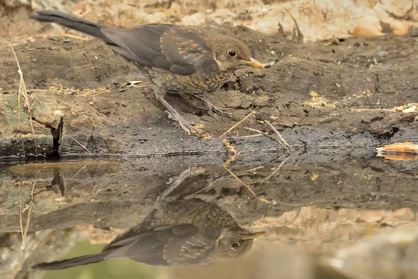 Genç karatavuk gölete tünemiş ve suya yansımıştır (Turdus merula)