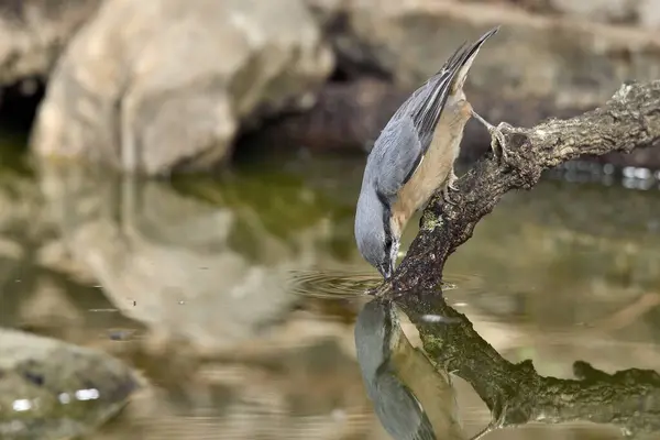 Great nuthatch bird in park pond (Sitta europaea)