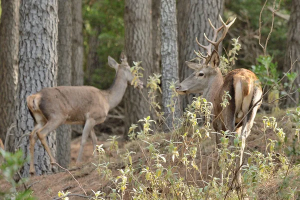 male and female deer in the forest, wild animals