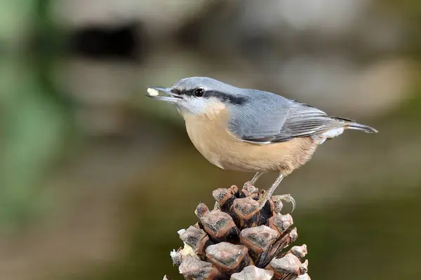 Great nuthatch bird eating on a pine cone (Sitta europaea)