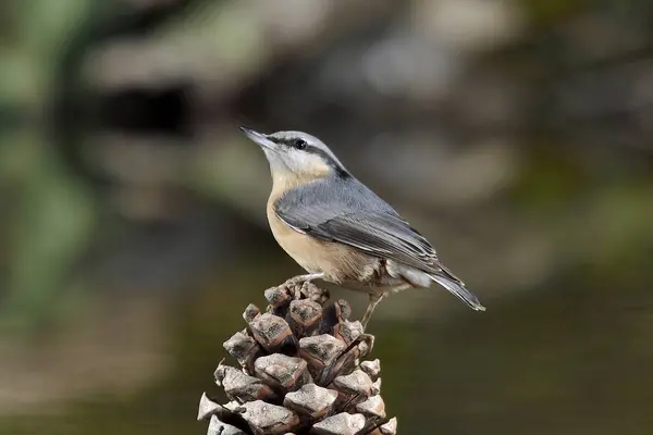 great nuthatch bird eating food on branch of the tree (Sitta europaea)