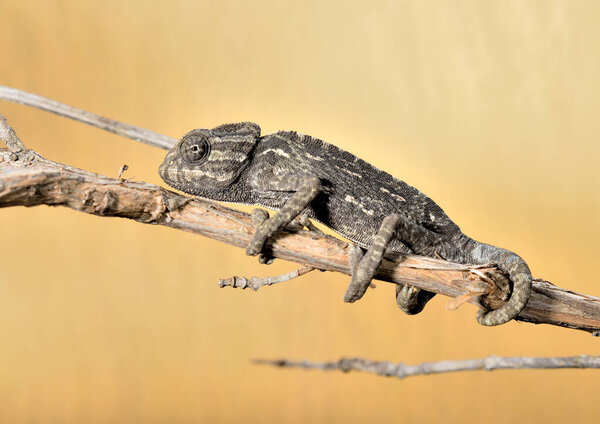 gray chameleon on a branch with yellow background