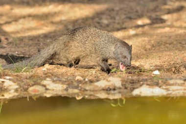 Parktaki gölette firavun faresi (Herpestes ichneumon)