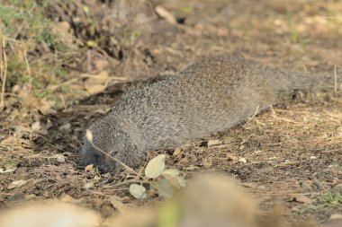Parktaki gölette firavun faresi (Herpestes ichneumon)