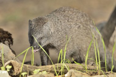Parktaki gölette firavun faresi (Herpestes ichneumon)