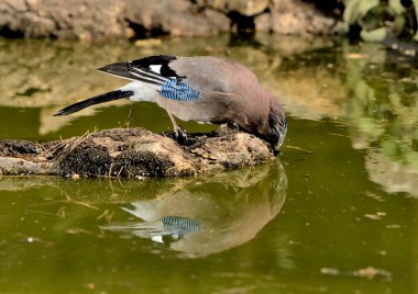Avrasyalı Jay gölette içiyor (Garrulus glandarius)
