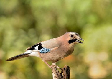 Avrasya kuşu bir dala tünedi (Garrulus glandarius)