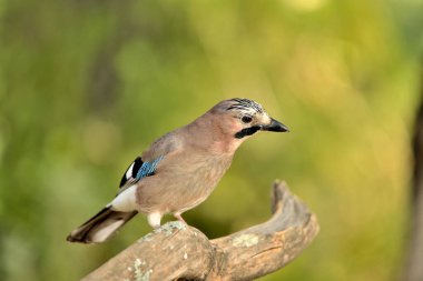 Avrasya kuşu bir dala tünedi (Garrulus glandarius)