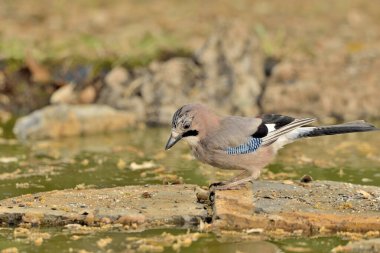Avrasyalı Jay gölette içiyor (Garrulus glandarius)