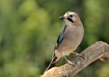 Avrasya kuşu bir dala tünedi (Garrulus glandarius)