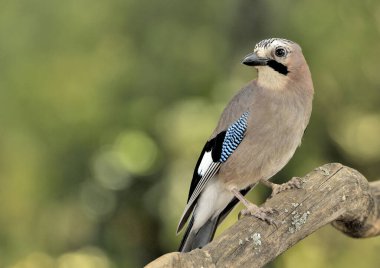 Avrasya kuşu bir dala tünedi (Garrulus glandarius)