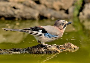 Avrasyalı Jay gölette içiyor (Garrulus glandarius)