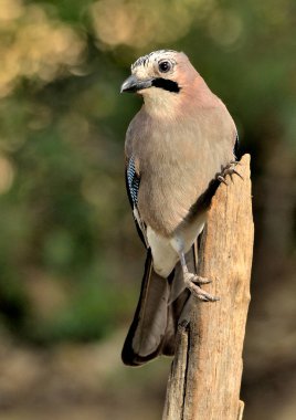 Avrasya kuşu bir dala tünedi (Garrulus glandarius)