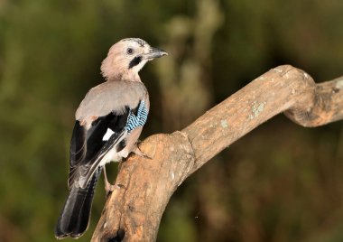Avrasya kuşu bir dala tünedi (Garrulus glandarius)