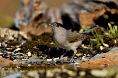 Erkek siyah başlığı gölde içiyor (Sylvia atricapilla)