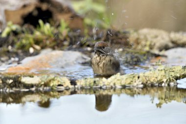 Dişi siyah başlıklı banyo gölette (Sylvia atricapilla)