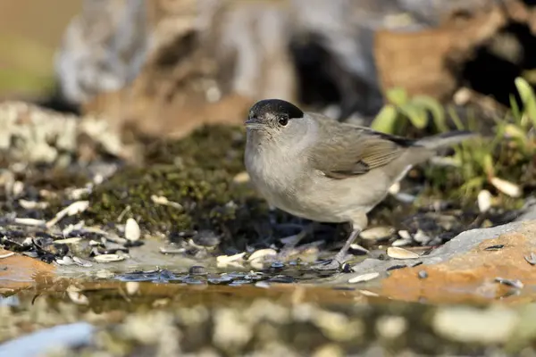 Macho Blackcap Beber Estanque Sylvia Atricapilla — Foto de Stock