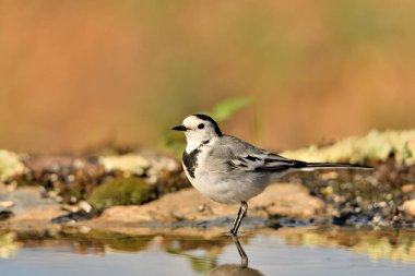 Gölette yıkanan beyaz kuyruklu (Motacilla alba)
