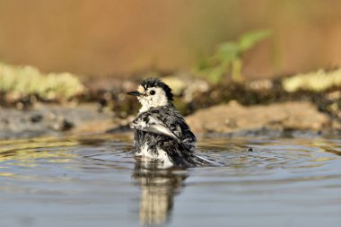 Gölette yıkanan beyaz kuyruklu (Motacilla alba)