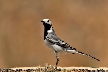 Beyaz kuyruk yere tünedi (Motacilla alba)