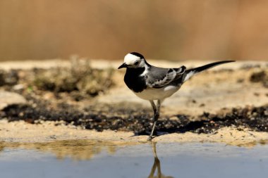 Gölette yıkanan beyaz kuyruklu (Motacilla alba)